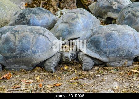 Gruppe der Seychellen Aldabra Giant Tortoise in Gefangenschaft auf der Insel La Digue. Seychellen. Stockfoto