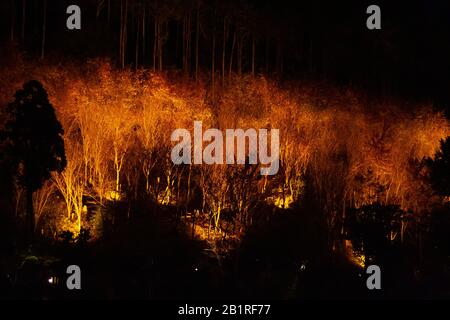 Kōyō (Koyo - Herbstlaub) Wenn der Herbst fällt, verwandelt er Japans Wälder strahlende Schattierungen von Rot, Orange und Gelb. Beleuchtete Bäume bei Nacht Photog Stockfoto