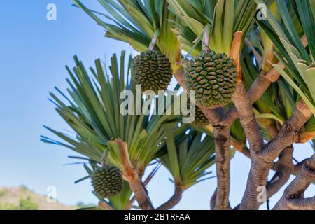 Ein Pandanus utilis (auch Common Screwpine genannt) ist trotz seines Namens ein Monokot, keine Kiefer. Stockfoto