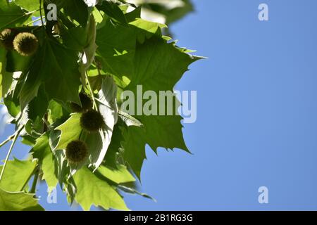 London Plane Tree Leaves and Seed Pods Against Blue Sky Stockfoto
