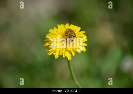 Abeja sobre la Flor amarilla Stockfoto