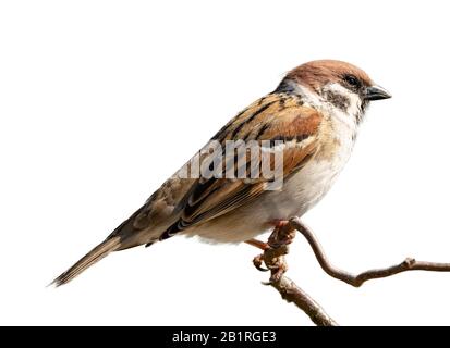 Junges Sparrendmännchen, das auf Ast sitzt, isoliert auf Weiß Stockfoto