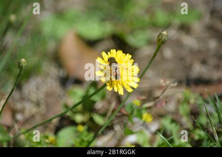 Abeja sobre la Flor amarilla Stockfoto