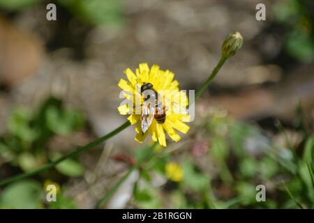 Abeja sobre la flor Stockfoto