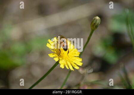 Abeja sobre la flor Stockfoto