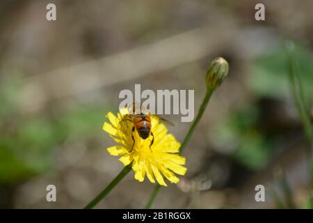 Abeja sobre la flor Stockfoto