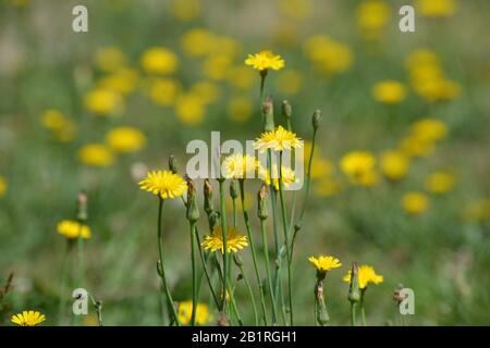 Diente de León florecido Stockfoto