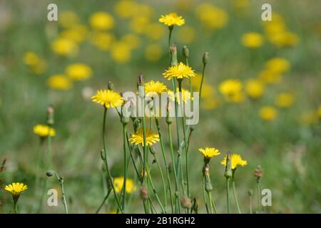 Wilde gelbe Krautblumen blühen auf einem Sommerwiesen-Feld Stockfoto