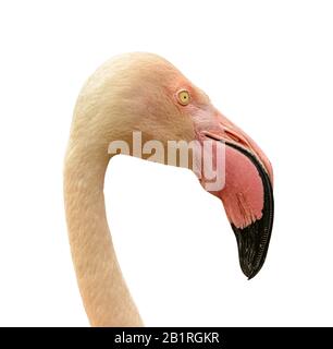 Porträt des rosa Flamingoseiten weißer Hintergrund isoliert Stockfoto