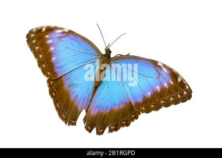 Fluoreszierende leuchtend blaue Morpho-Schmetterlinge, isoliert auf Weiß sitzend Stockfoto