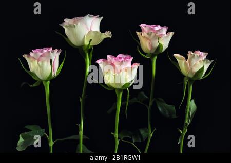 Rosenstrauß Auf SCHWARZEM Hintergrund Stockfoto