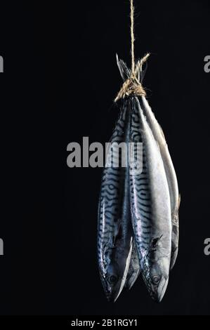 Geräucherter Makrelenfisch am Seil Isoliert Auf schwarzem Hintergrund Stockfoto