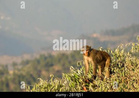 Ein Rhesus Macaque sitzt auf einem Baum und zeigt die Landschaften in der Himalaya-Stadt Kausani in Uttarakhand, Indien. Stockfoto