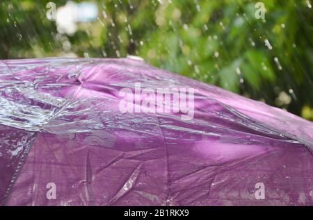 Regen fällt auf violettem Regenschirm im Garten Stockfoto
