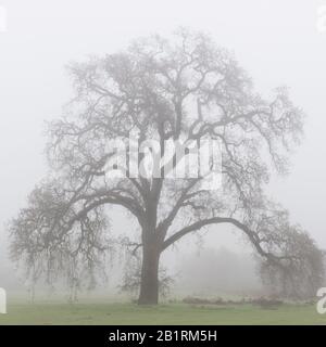 Eine majestätische kalifornische Eiche im Nebel, in der Nähe Stockfoto