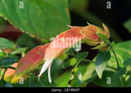 Nahaufnahme der Blume der blühenden Garnelenpflanze (Justicia Brandeeana) Stockfoto