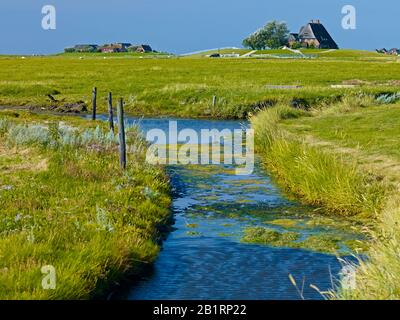 Mittelschritt und Kirchwarft auf Hallig Hooge, Nordfriesland, Schleswig-Holstein, Deutschland, Stockfoto