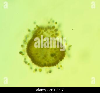 Mikro, Mikroskop, Instrument, Mikroskopie, Wissenschaft, Untersuchen, kleine Objekte, Strukturen, klein, Mikrogramm, Codierung, Zeichen, Sätze, SI-Präfix, Stockfoto