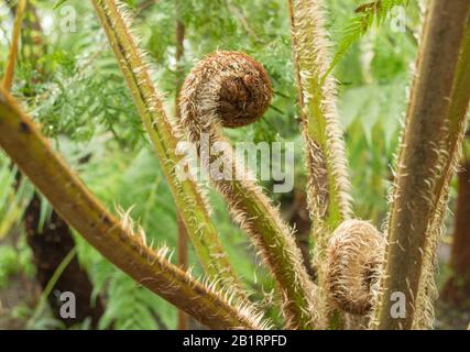 Lady Fern (Athyrium filix-femina), Nahaufnahme eines Fern, der einen jungen Fond entrollt Stockfoto