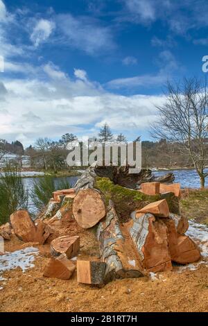 RIVER SPEY ABERLOUR SCOTLAND BEI WESTER ELCHIES EIN GEFALLENER BUCHBAUM FAGUS SYLVATICA IN HOLZSTÄMME GESCHNITTEN Stockfoto