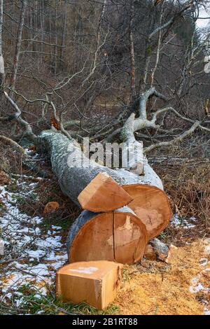 RIVER SPEY ABERLOUR SCOTLAND BEI WESTER ELCHIES EIN GEFALLENER BUCHBAUM FAGUS SYLVATICA FRÜHJAHR MIT SCHNEE AUF DEM BODEN Stockfoto