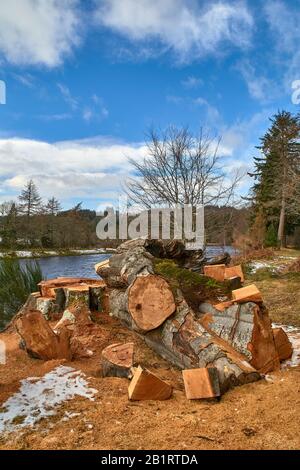 RIVER SPEY ABERLOUR SCOTLAND BEI WESTER ELCHIES FALLEN BUCHEN FAGUS SYLVATICA IN HOLZSTÄMME GESCHNITTEN Stockfoto