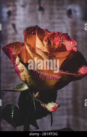 Blumen mit Wassertropfen Stockfoto