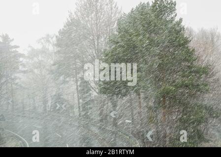 Eine Landstraße und ein Wald während eines Schneesturms mit starkem Wind und Schneefall Stockfoto