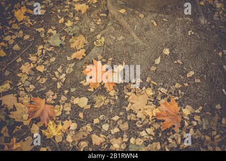 Bunte verfallene Herbstblätter legen sich auf den Boden, Vintage-Farben. Stockfoto