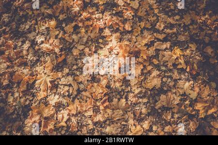 Bunte verfallene Herbstblätter legen sich auf den Boden, Vintage-Farben. Stockfoto