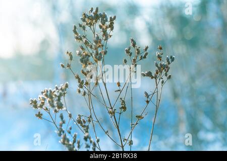 Gefrorene Grashalme Gegen ein Snowy-Winter-Feld Stockfoto