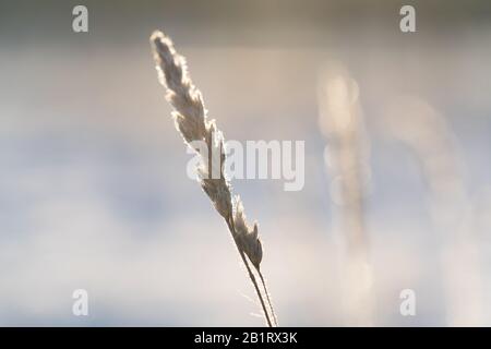 Gefrorene Grashalme Gegen ein Snowy-Winter-Feld Stockfoto