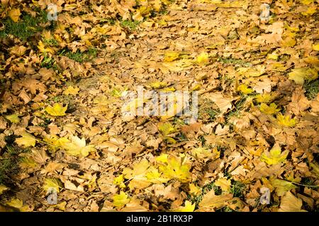 Auf dem Boden legen sich bunte abgefallene Herbstblätter. Stockfoto