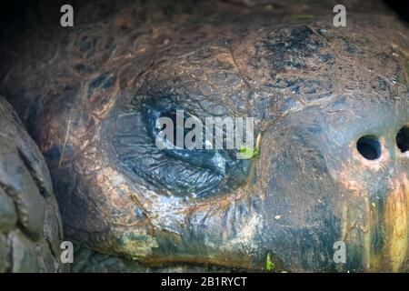 Santa Cruz Island Highlands, Galapagos Islands, Ecuador Stockfoto