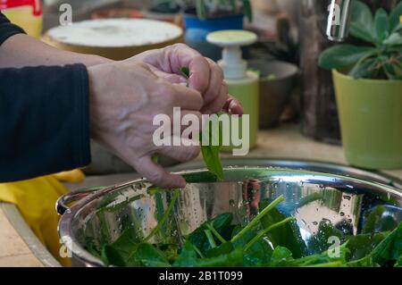 Unidentifizierte Frau wäscht frisch gepflückte grüne Spinatblätter (Spinacia oleracea) Stockfoto