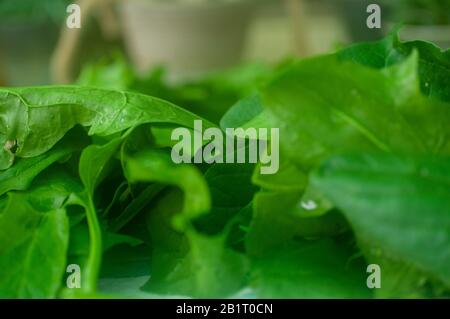 Essbare Blätter von Spinach (Spinacia oleracea) werden nach der Ernte und dem Waschen auf einem Tuch im Freien getrocknet, um die Lagerung vorzubereiten Stockfoto