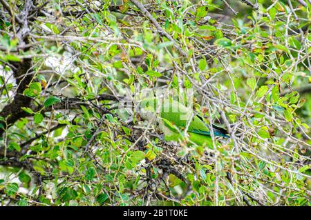 Alexandrine Sittakeet (Psittacula eupatria), auch bekannt als Alexandrine Papagei Dieses Parakeet hat ferale Populationen in verschiedenen Teilen von t Stockfoto