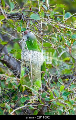 Alexandrine Sittakeet (Psittacula eupatria), auch bekannt als Alexandrine Papagei Dieses Parakeet hat ferale Populationen in verschiedenen Teilen von t Stockfoto