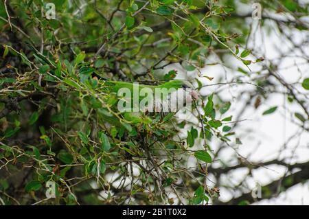 Alexandrine Sittakeet (Psittacula eupatria), auch bekannt als Alexandrine Papagei Dieses Parakeet hat ferale Populationen in verschiedenen Teilen von t Stockfoto