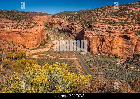 Rabbitbush, Blick über Die Gulch, Wingate Sandstone Formationen von Long Canyon, Burr Trail Road, Grand Staircase-Escalante National Monument, Utah USA Stockfoto