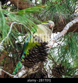 Alexandrine Sittakeet (Psittacula eupatria), auch bekannt als Alexandrine Papagei Dieses Parakeet hat ferale Populationen in verschiedenen Teilen von t Stockfoto