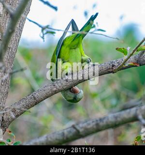 Alexandrine Sittakeet (Psittacula eupatria), auch bekannt als Alexandrine Papagei Dieses Parakeet hat ferale Populationen in verschiedenen Teilen von t Stockfoto