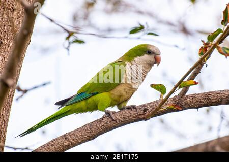 Alexandrine Sittakeet (Psittacula eupatria), auch bekannt als Alexandrine Papagei Dieses Parakeet hat ferale Populationen in verschiedenen Teilen von t Stockfoto