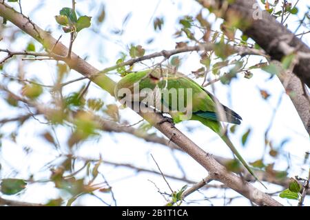 Alexandrine Sittakeet (Psittacula eupatria), auch bekannt als Alexandrine Papagei Dieses Parakeet hat ferale Populationen in verschiedenen Teilen von t Stockfoto