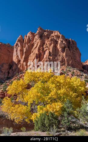 Fremonts Baumwollbaum in Herbstfarben, Wingate Sandsteinfelsen, Long Canyon, Burr Trail Road, Grand Staircase-Escalante National Monument, Utah Stockfoto