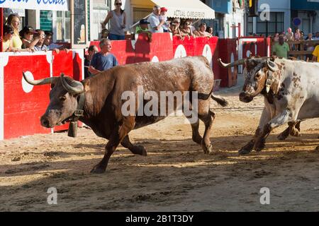 Traditionelle Largada de Toiros, Straße Stierkampf, Festas do Barrete Verde e das Salinas, Provinz Alcochete, Setubal, Portugal Stockfoto