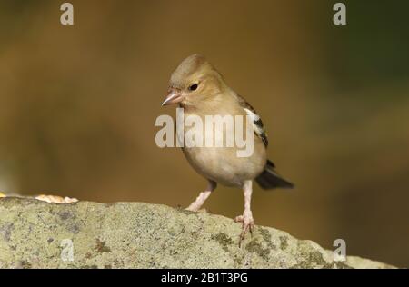 Weibliche Chaffinch (Fringilla Coelebs) an einer Wand Stockfoto