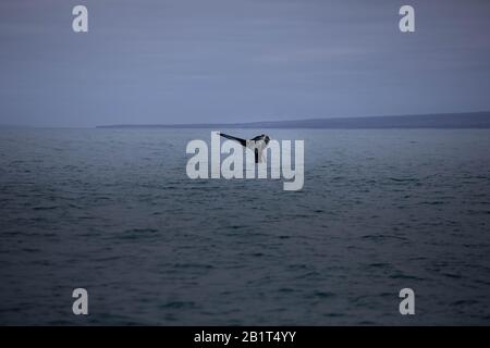 Buckelwal in der Nähe von Húsavík, Nordisland. Stockfoto