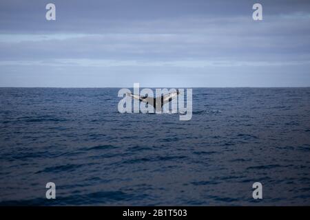 Buckelwal in der Nähe von Húsavík, Nordisland. Stockfoto