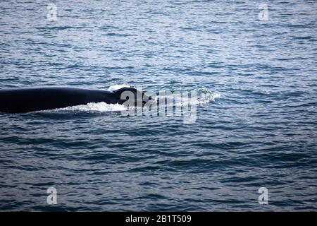 Buckelwal in der Nähe von Húsavík, Nordisland. Stockfoto